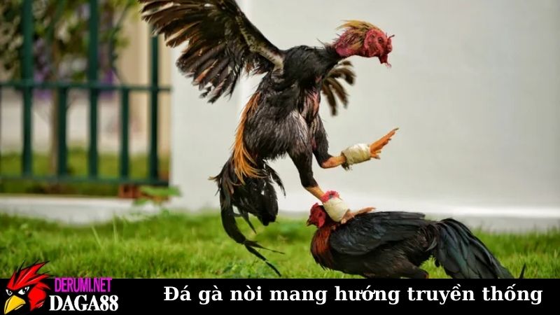 Trang Chủ 11 Đá gà nòi mang hướng truyền thống và phổ biến rộng rãi