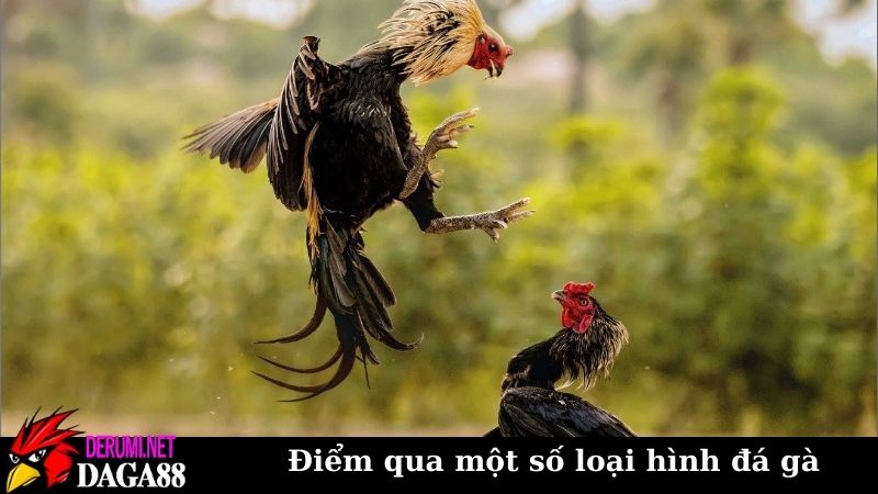 Trang Chủ 10 Điểm qua một số loại hình đá gà trực tiếp tại Daga88