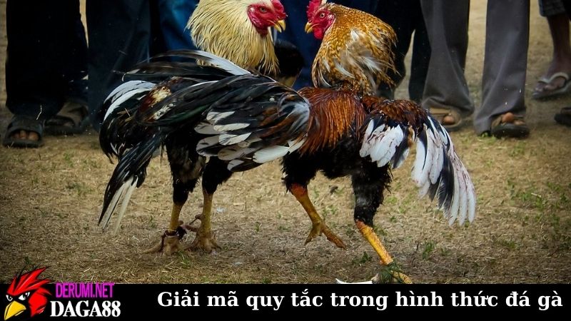 Trang Chủ 8 Giải mã quy tắc trong hình thức đá gà trực tiếp
