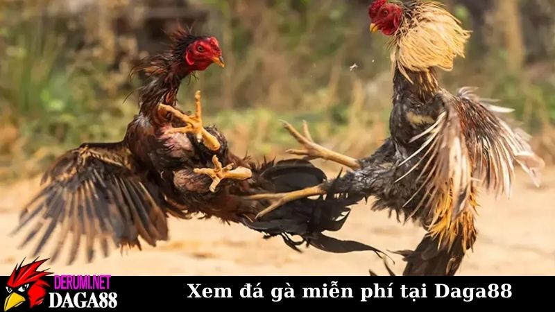 Trang Chủ 13 Xem đá gà trực tiếp trên Daga88 không cần phải tốn phí