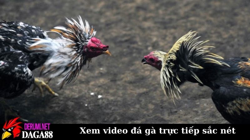 Trang Chủ 9 Xem video đá gà trực tiếp sắc nét tại Daga88