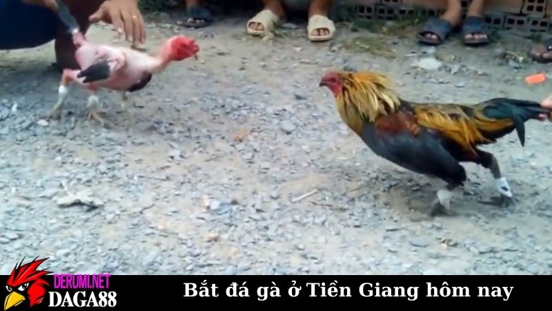 Góc nhìn toàn cảnh từ vụ bắt đá gà ở Tiền Giang hôm nay 6 Từ vụ bắt đá gà ở Tiền Giang hôm nay thì xem đá gà có sao không?