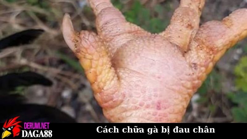 Cách chữa gà bị đau chân trong nhiều trường hợp khác nhau 6 Cách chữa gà bị đau chân do chấn thương bong gân