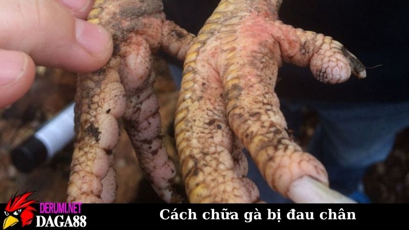 Cách chữa gà bị đau chân trong nhiều trường hợp khác nhau 5 Những nguyên nhân khiến cách chữa gà bị đau chân là cần thiết