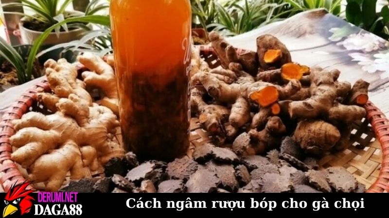 Cách ngâm rượu bóp cho gà chọi cực chuẩn, làm là thành công 6 Cách ngâm rượu bóp cho gà chọi và sử dụng đúng