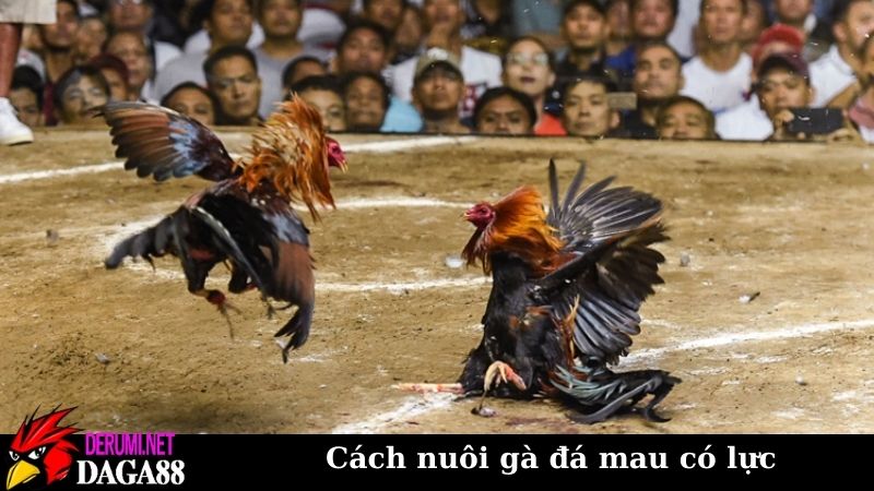 Cách nuôi gà đá mau có lực, ra sân trăm trận trăm thắng 7 Cách nuôi gà đá mau có lực thông qua việc tập luyện
