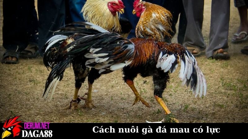 Cách nuôi gà đá mau có lực, ra sân trăm trận trăm thắng 5 Cách nuôi gà đá mau có lực vì sao lại cần thiết?