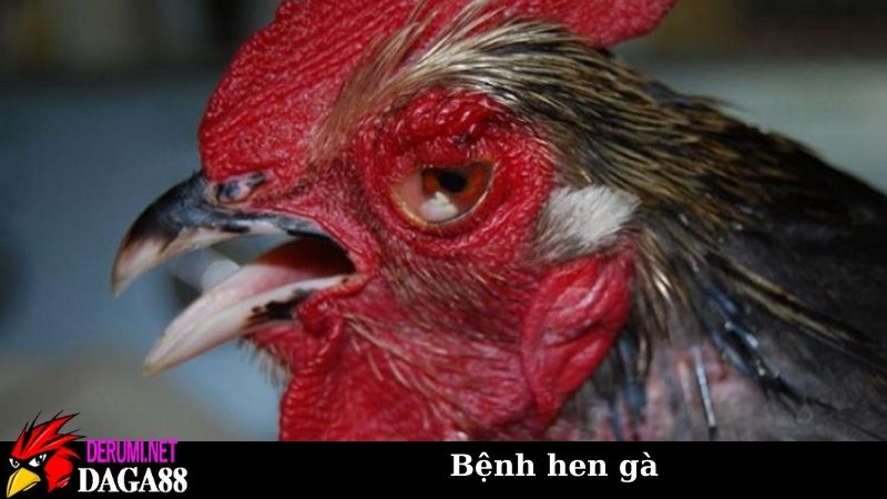 Bệnh hen gà - Dấu hiệu, nguyên nhân, cách phòng và chữa trị 7 Cách phòng chống và chữa trị bệnh hen gà đơn giản tại nhà