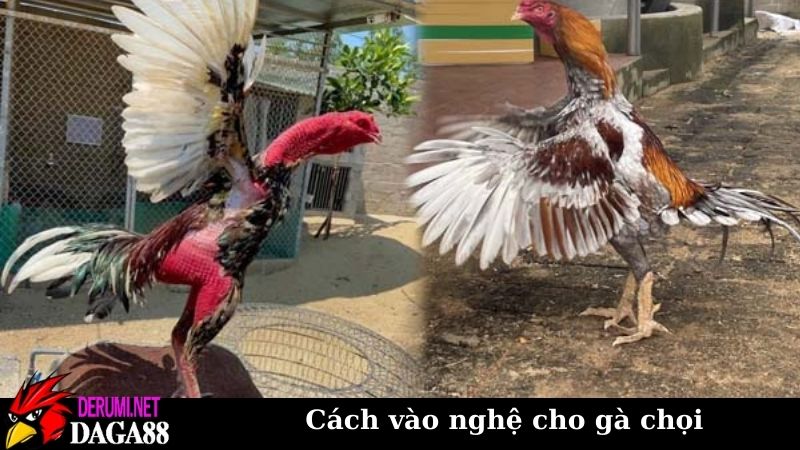 Cách vào nghệ cho gà chọi chuẩn, kỹ thuật nuôi gà nâng cao 5 Cách vào nghệ cho gà chọi đúng chuẩn dân gian