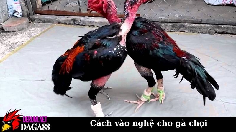 Cách vào nghệ cho gà chọi chuẩn, kỹ thuật nuôi gà nâng cao 6 Om gà ra nghệ trong cách vào nghệ cho gà chọi