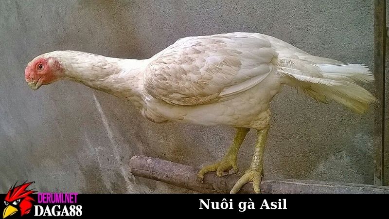 Nuôi gà Asil có khó không? Hướng từ kinh nghiệm sư kê 6 Chế độ dinh dưỡng cần thiết khi nuôi gà Asil
