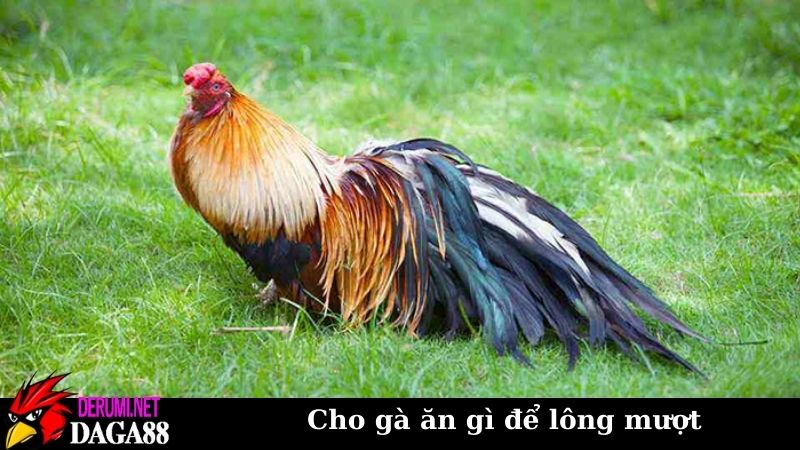 Cho gà ăn gì để lông mượt