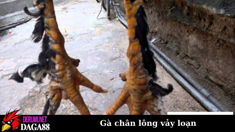 Gà chân lông vảy loạn, mặt hàng độc lạ trong giới chơi gà 6 Điểm khác biệt của cách nuôi gà chân lông vảy loạn