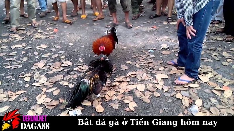 Góc nhìn toàn cảnh từ vụ bắt đá gà ở Tiền Giang hôm nay 5 Tổng hợp diễn biến vụ bắt đá gà ở Tiền Giang hôm nay
