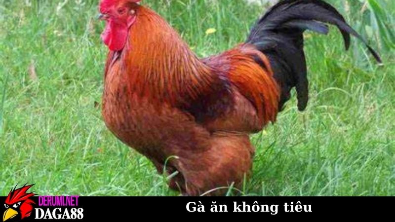 Gà ăn không tiêu làm thế nào? Cách chữa trị theo đông tây y 6 Một số phương pháp để điều trị dứt điểm gà ăn không tiêu