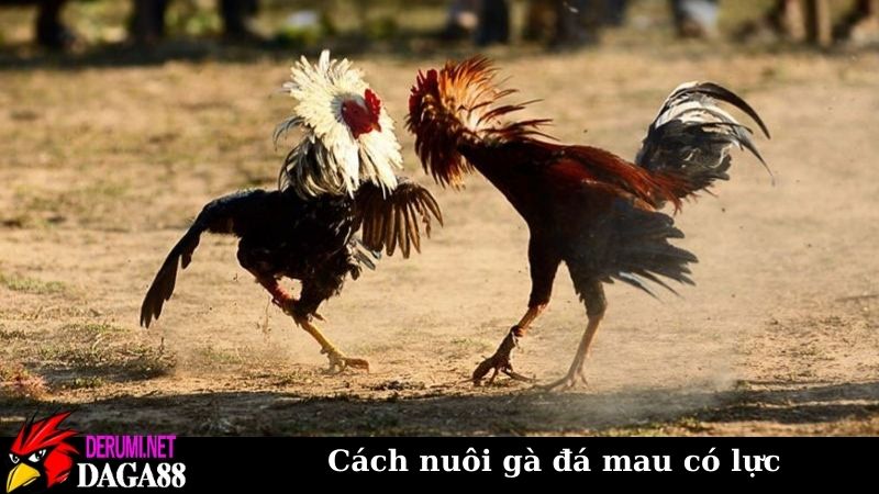 Cách nuôi gà đá mau có lực, ra sân trăm trận trăm thắng 6 Chế độ dinh dưỡng trong cách nuôi gà đá mau có lực
