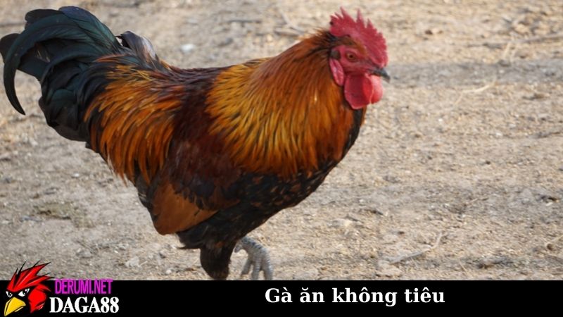 Gà ăn không tiêu làm thế nào? Cách chữa trị theo đông tây y 5 Gà ăn không tiêu chủ yếu do nguyên nhân gì gây nên?