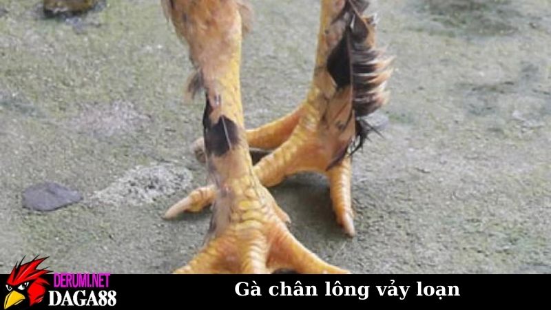Gà chân lông vảy loạn, mặt hàng độc lạ trong giới chơi gà 5 Biến thể gà chân lông vảy loạn độc và dị