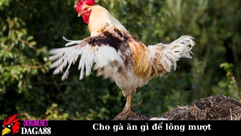 Cho gà ăn gì để lông mượt? Chế độ ăn cực hay nên sử dụng 7 Giải đáp chính xác cho gà ăn gì để lông mượt