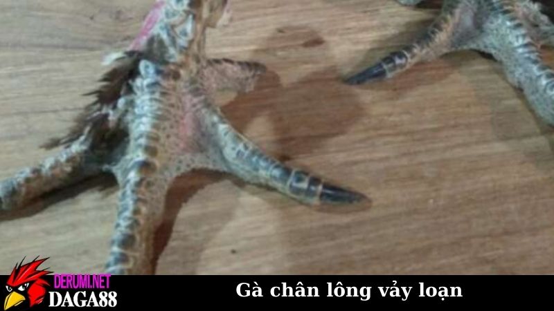 Gà chân lông vảy loạn, mặt hàng độc lạ trong giới chơi gà 7 Góc nhìn của sư kê về gà chân lông vảy loạn