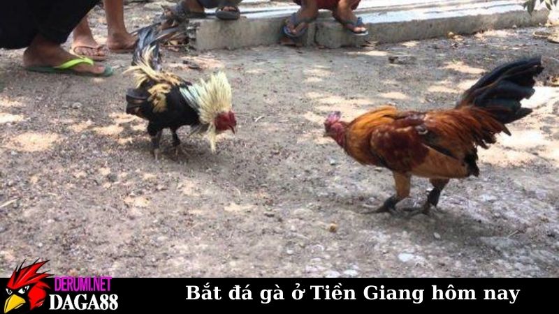 Góc nhìn toàn cảnh từ vụ bắt đá gà ở Tiền Giang hôm nay 7 Rút kinh nghiệm từ vụ bắt đá gà ở Tiền Giang hôm nay để xem an toàn