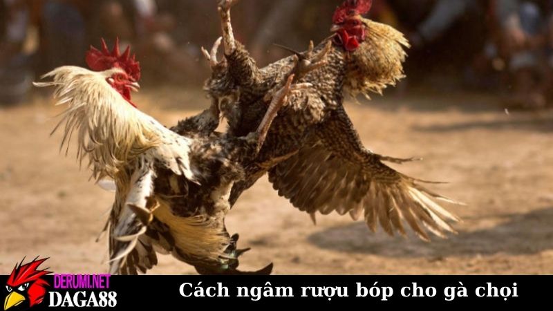 Cách ngâm rượu bóp cho gà chọi cực chuẩn, làm là thành công 7 Một vài lưu ý khi áp dụng cách ngâm rượu bóp cho gà chọi
