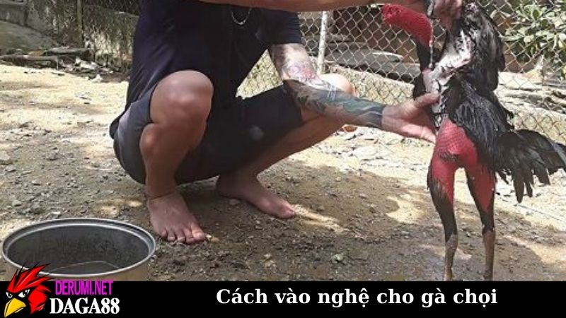 Cách vào nghệ cho gà chọi chuẩn, kỹ thuật nuôi gà nâng cao 7 Một số lưu ý khi áp dụng cách vào nghệ cho gà chọi