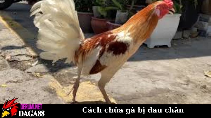 Cách chữa gà bị đau chân trong nhiều trường hợp khác nhau 7 Lưu ý khi thực hiện các cách chữa gà bị đau chân