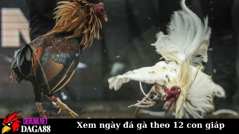 Hướng dẫn xem ngày đá gà theo 12 con giáp chuẩn hiện nay 5 Lý do vì sao nên xem ngày đá gà theo 12 con giáp