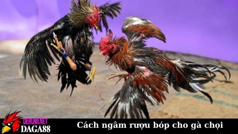 Cách ngâm rượu bóp cho gà chọi cực chuẩn, làm là thành công 5 Nguyên liệu cần thiết để hoàn thành cách ngâm rượu bóp cho gà chọi