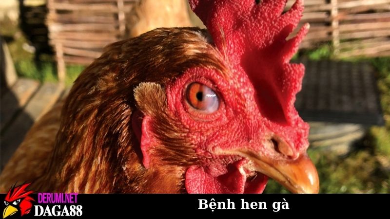 Bệnh hen gà - Dấu hiệu, nguyên nhân, cách phòng và chữa trị 6 Một vài nguyên nhân chủ yếu gây nên bệnh hen gà