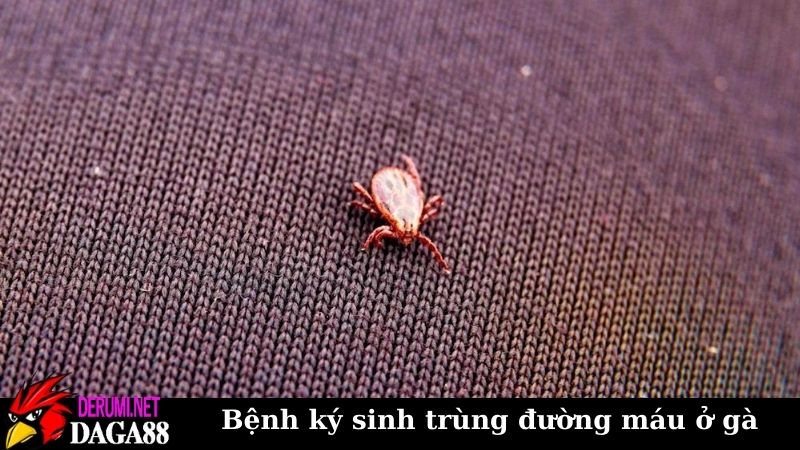 Tổng hợp về bệnh ký sinh trùng đường máu ở gà cần biết 6 Những nguyên nhân gây nên bệnh ký sinh trùng đường máu ở gà