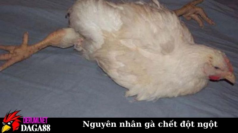 Tổng hợp nguyên nhân gà chết đột ngột để phòng tránh từ đầu 5 Nguyên nhân gà chết đột ngột do mắc bệnh