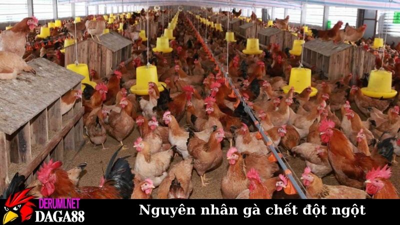 Tổng hợp nguyên nhân gà chết đột ngột để phòng tránh từ đầu 6 Nguyên nhân gà chết đột ngột do môi trường sống
