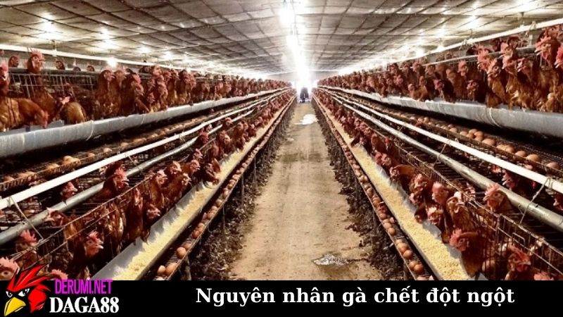 Tổng hợp nguyên nhân gà chết đột ngột để phòng tránh từ đầu 7 Phòng tránh việc gà chết đột ngột từ đầu