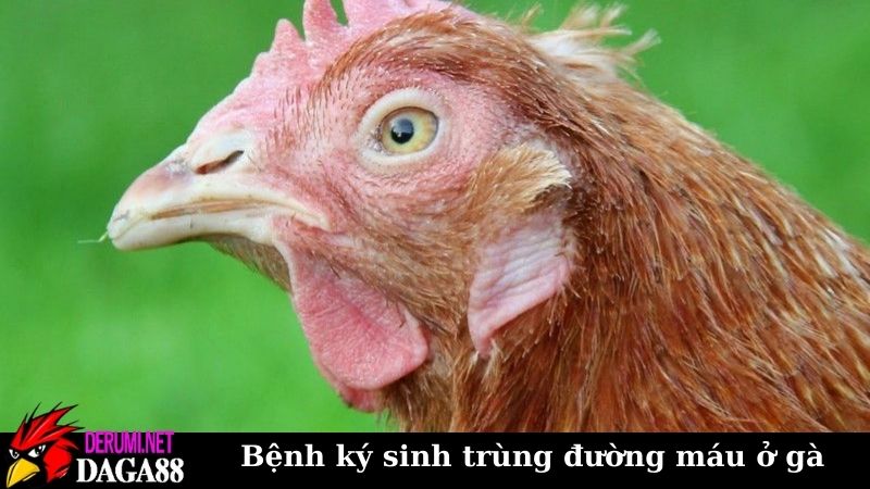 Tổng hợp về bệnh ký sinh trùng đường máu ở gà cần biết 5 Cách nhận biết bệnh ký sinh trùng đường máu ở gà sớm