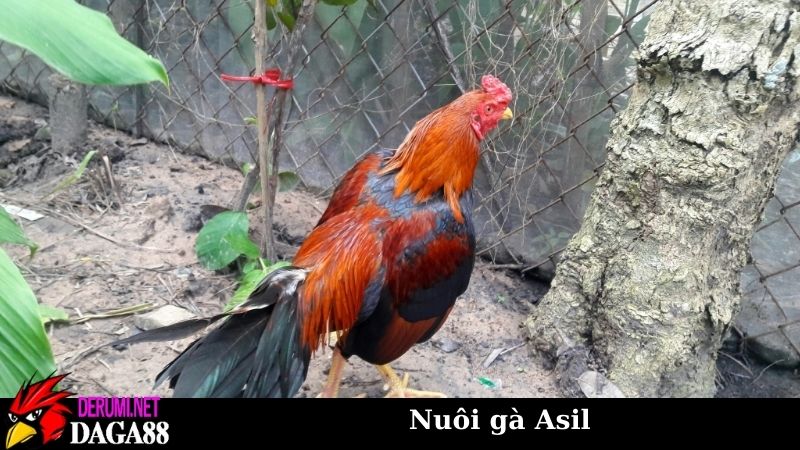 Nuôi gà Asil có khó không? Hướng từ kinh nghiệm sư kê 5 Cách nuôi gà Asil từ giai đoạn chọn giống đầu tiên
