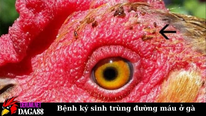 Tổng hợp về bệnh ký sinh trùng đường máu ở gà cần biết 7 Phòng ngừa và điều trị bệnh ký sinh trùng đường máu ở gà