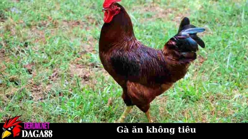 Gà ăn không tiêu làm thế nào? Cách chữa trị theo đông tây y 7 Cách phòng tránh khi gà ăn không tiêu