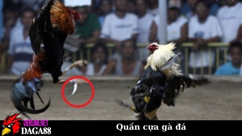 Kỹ thuật quấn cựa gà đá bất bại của cao thủ kinh nghiệm cao 7 Kỹ thuật quấn cựa gà đá chuẩn qua các bước