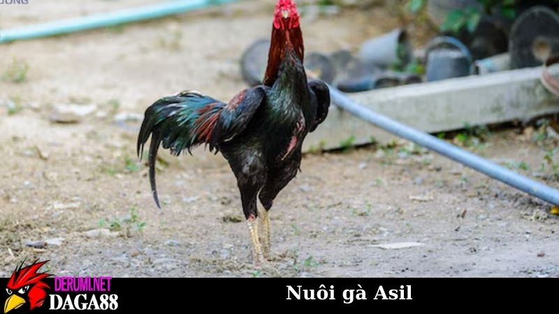 Nuôi gà Asil có khó không? Hướng từ kinh nghiệm sư kê 7 Những sai lầm cần tránh trong quá trình nuôi gà Asil