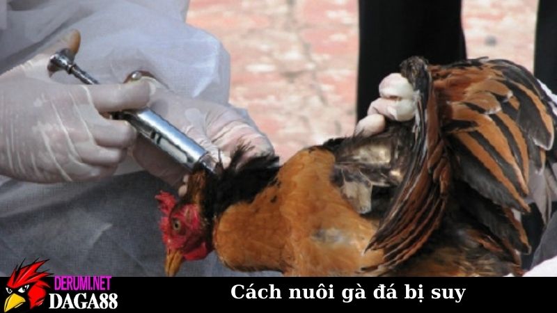 Cách nuôi gà đá bị suy để phục hồi và rèn luyện nâng cao 7 Những sai lầm cần tránh khi áp dụng cách nuôi gà đá bị suy