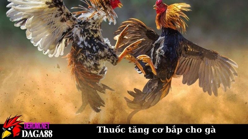 Thuốc tăng cơ bắp cho gà có hiệu quả? Hiểu đúng về bản chất 7 Cách sử dụng thuốc tăng cơ bắp cho gà an toàn