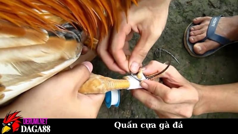 Kỹ thuật quấn cựa gà đá bất bại của cao thủ kinh nghiệm cao 5 Tầm quan trọng trong việc quấn cựa gà đá