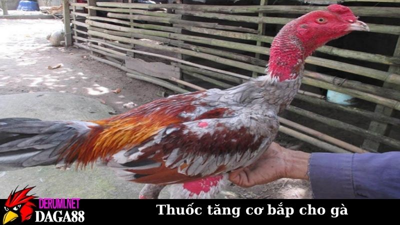 Thuốc tăng cơ bắp cho gà có hiệu quả? Hiểu đúng về bản chất 6 Một số loại thuốc tăng cơ bắp cho gà trên thị trường