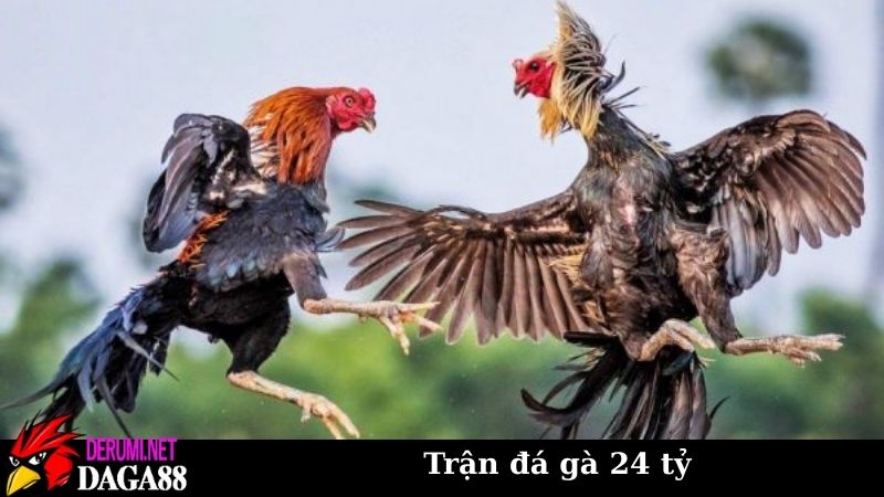 Thông tin trận đá gà 24 tỷ vô tiền khoáng hậu tại Việt Nam 5 Trận đá gà 24 tỷ làm chấn động giới chơi gà