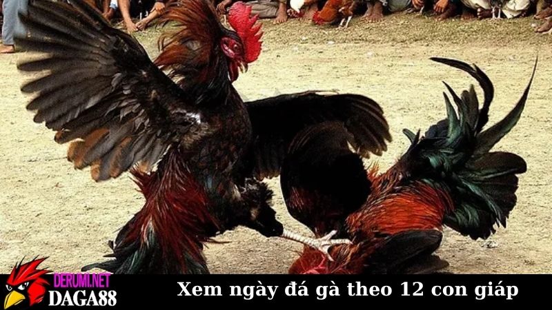 Hướng dẫn xem ngày đá gà theo 12 con giáp chuẩn hiện nay 6 Xem ngày đá gà theo 12 con giáp qua từng bước