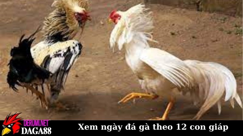 Hướng dẫn xem ngày đá gà theo 12 con giáp chuẩn hiện nay 7 Xem ngày đá gà theo 12 con giáp trong từng trường hợp